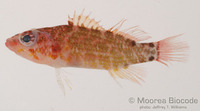 : Plectranthias longimanus