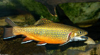 : Salvelinus fontinalis; Brook Trout