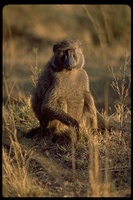 : Papio cynocephalus ssp. anubis; Olive Baboon