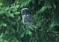 : Strix nebulosa; Great Gray Owl