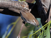 : Thryomanes bewickii; Bewick's Wren