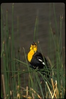 : Xanthocephalus xanthocephalus; Yellow Headed Blackbird