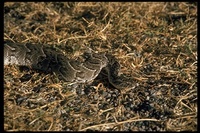 : Bitis arietans; Puff Adder