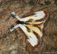 : Eudryas grata; Beautiful Wood-nymph