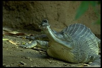 : Gavialis gangeticus; Gavial, Gharial