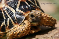 : Geochelone elegans; Indian Star Tortoise