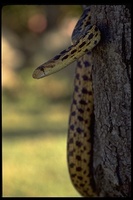 : Pituophis melanoleucus deserticola; Great Basin Gopher Snake