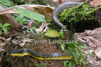 : Pseustes poecilonotus