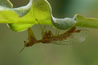 : Mantispa styriaca