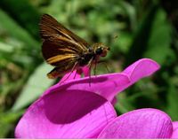 : Ochlodes agricola