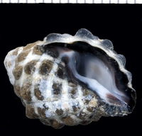: Morula granulata