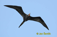 Photo of fregatka vznešená, Fregata magnificens, Magnificent Frigatebird, Fragata Comun