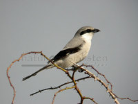 varsler (Lanius excubitor)