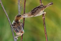 Buitrón. Fan-tailed Warbler, Cisticola juncidis.