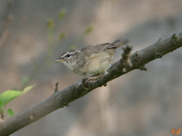 褐色柳鶯 Phylloscopus fuscatus Dusky Warbler