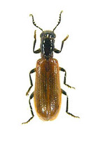 イガラシカッコウムシ 1 ex. Tillus igarashii