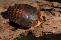 Blaberus giganteus