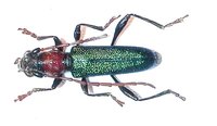 Certallum ebulinum ruficolle