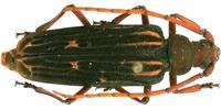 Megopis costipennis