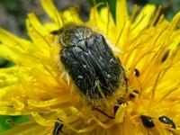 Tropinota squalida squalida