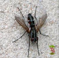 Mintho rufiventris