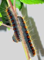 Eriogaster lanestris - Small Eggar