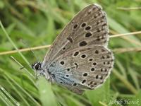 Maculinea arion - Large Blue