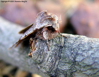 Cerastis leucographa - White-marked