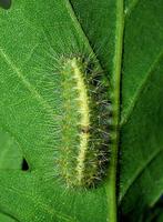 Meganola strigula - Small Black Arches