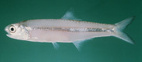 Stolephorus commersonnii, Commerson's anchovy: fisheries