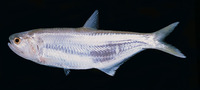 Thryssa hamiltonii, Hamilton's thryssa: fisheries