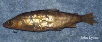 Coregonus johannae, Deepwater cisco: