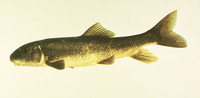 Catostomus commersonii, White sucker: fisheries, aquaculture, gamefish, bait