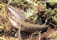 Etheostoma okaloosae, Okaloosa darter: