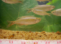 Devario malabaricus, Malabar danio: aquarium