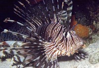 Pterois volitans, Red lionfish: fisheries, aquarium