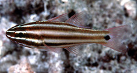Apogon angustatus, Broadstriped cardinalfish: