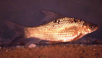 Labeo altivelis, Rednose labeo: fisheries, gamefish
