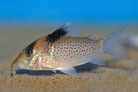 Corydoras ephippifer, Saddle corydoras: aquarium