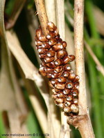 Saturnia pavoniella