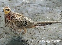 Reeves Pheasant, Syrmaticus reevesii