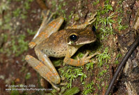 Bromiliad Tree Frog - Osteocephalus sp.