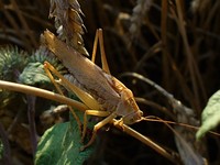 Tettigonia viridissima - Great Green Bush-Cricket