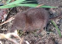 Image of: Sorex arcticus (Arctic shrew)