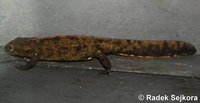 Paramesotriton fuzhongensis