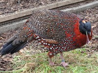 Tragopan satyra - Satyr Tragopan