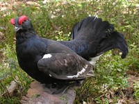 Tetrao tetrix - Eurasian Black Grouse