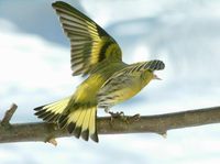 Carduelis spinus - Eurasian Siskin