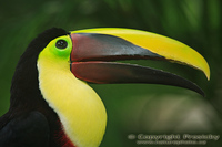 Ramphastos swainsonii - Chestnut-mandibled Toucan