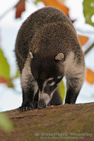 Nasua narica - White-nosed Coati